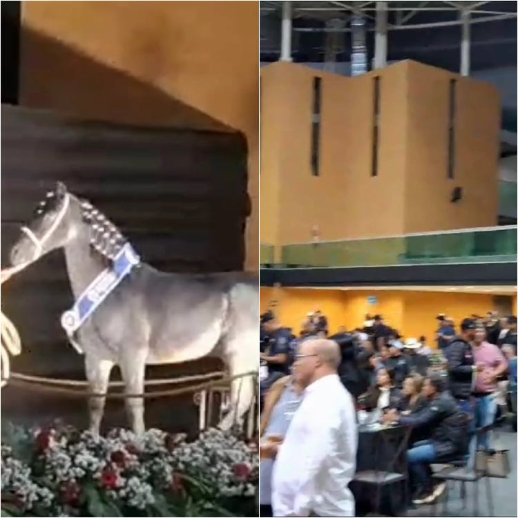 FERVEÇÃO Leilão agita a 40ª Exposição Nacional do Cavalo