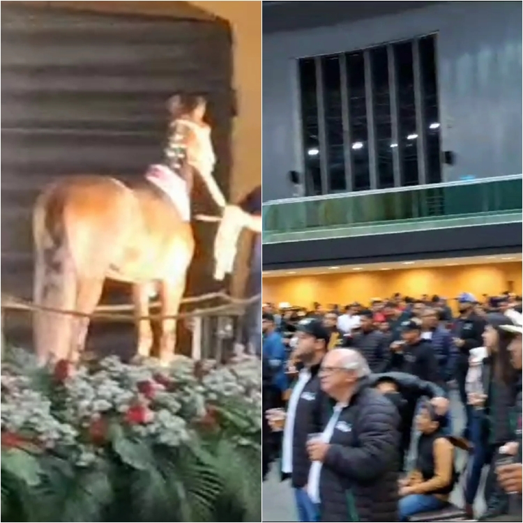 Ferve O Leil O Agita A Exposi O Nacional Do Cavalo